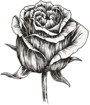 Hand Draw Rose Flower Free Vector, Free Vectors File